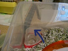 04hamhouse3.jpg (15718 �o�C�g)