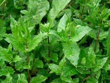 hakobe.jpg (21909 �o�C�g)