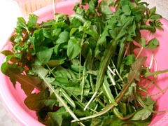 hamyasou.jpg (25623 �o�C�g)