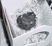 mame1.jpg (15562 �o�C�g)