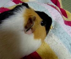 mol11.jpg (15942 �o�C�g)