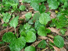 obako.jpg (24871 �o�C�g)