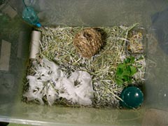 syokisunahouse.jpg (20583 �o�C�g)