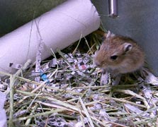 syokisunahouse2.jpg (23542 �o�C�g)