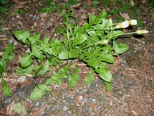 tanpopo.jpg (25580 �o�C�g)