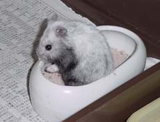 toilet.jpg (13627 �o�C�g)